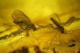 Fossil Fly Swarm (Diptera) In Baltic Amber #200195-2